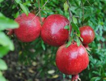 Гранат обыкновенный Крмызы Кабух (Красная кора) - Punica granatum L. cultivar Qırmızı qabıq (Дербенниковые - Lythraceae J. St.-Hil.)