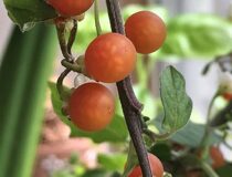 Паслён садовый Оранж Берри (Паслёновые — Solanaceae Juss.)