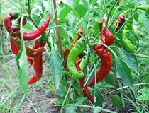 Перец сладкий Джимми Нарделло - Capsicum annum L. cultivar Jimmy Nardello (Паслёновые — Solanaceae Juss.)