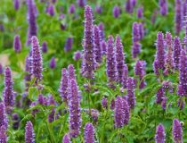 Многоколосник ругоза (лофант тибетский) - Agastache rugosa (Fisch. & C. A. Mey.) Kuntze (Ламиевы — Lamiaceae Lindl.)