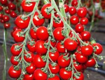 Томат Дюймовочка - Solanum lycopersicum L. cultivar Thumbelina (Паслёновые — Solanaceae Juss.)