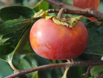 Хурма восточная Сошу — Diospyros kaki Thunb. cultivar Soshu (Japan) (Эбеновые — Ebenaceae Gurke)