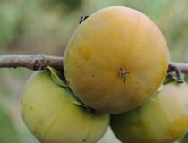 Хурма гибридная JT-02, или Миккусу (Япония-США)  — Diospyros hybrid L. cultivar (JT-02, Mikkusu) (Japan-USA) (Эбеновые — Ebenaceae Gurke)