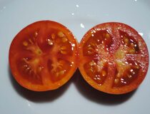 Томат Грунтовый жароустойчивый - Solanum lycopersicum L. cultivar Ground heat resistant (Паслёновые — Solanaceae Juss.)