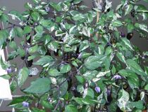 Перец острый Фиолетовый тигр — Capsicum annum L. cultivar Purple Tiger (Паслёновые — Solanaceae Juss.)