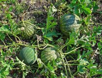 Колоцинт -  Citrullus colocynthis (L.) Schrad. (Тыквенные — Cucurbitaceae Juss.)