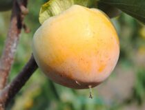 Хурма гибридная Гора Говерла (Крым) — Diospyros hybrid L. cultivar Gora Goverla (Krym) (Эбеновые — Ebenaceae Gurke)