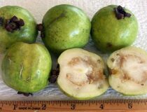 Псидиум гуайява карликовая - Psidium guajava L. cultivar  "Dwarf White Nana" (Миртовые - Myrtacea R. Br.)