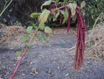 Амарант хвостатый Красный (любовь-ложь-кровотечение) - Amaranthus caudatus L. cultivar Love-Lies-Bleeding (Амарантовые — Amaranthaceae Juss.)