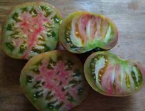 Томат Дикий тимьян - Solanum lycopersicum L. cultivar Wild Thyme (Паслёновые — Solanaceae Juss.)