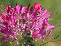 Клеоме колючая — Cleome spinosa Jacq.  (Клеомовые — Cleomaceae Bercht. & J. Presl)