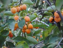 Хурма гибридная Хоккайдо (США) - HokkaidoxGL (USA) (Эбеновые — Ebenaceae Gurke)