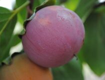 Хурма восточная Хиакуме — Diospyros kaki Thunb. cultivar Hyakume (Эбеновые — Ebenaceae Gurke)