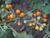 Паслён "Баклажан тайский Гороховый" - (Паслёновые — Solanaceae Juss.)