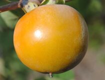 Хурма гибридная Чучупака (Украина) — Diospyros hybrid L. cultivar Chuchupaka (Ukraine) (Эбеновые — Ebenaceae Gurke)