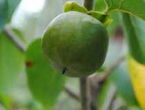 Хурма виргинская Йейтс (США) — Diospyros virginiana L. cultivar Yates (USA) (Эбеновые — Ebenaceae Gurke)