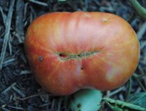 Томат Бунте Пфлауме (Разноцветная слива) - Solanum lycopersicum L. cultivar Bunte Pflaume (Паслёновые — Solanaceae Juss.)