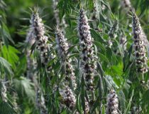 Пустырник пятилопастный — Leonurus quinquelobatus Gilib. (Ламиевы — Lamiaceae Lindl.)