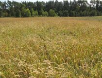 Щетинник сизый (мышей сизый) — Setaria pumila (Poir.) Roem. & Schult. subsp. Pumila (Злаки — Gramineae Juss.)