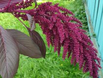 Амарант овощной Рубиновый букет - Amaranthus hypochondriacus L. cultivar Ruby bouquet  (Амарантовые — Amaranthaceae Juss.)