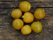 Физалис пушистый (опушённый, земляничный, изюмный) Падающие Вишни Тёти Молли  — Physalis pubescens L. cultivar Aunt Molly’s Ground Cherry (Паслёновые — Solanaceae Juss.)