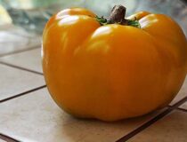 Перец сладкий Венгерский сыр желтый - Capsicum annum L. cultivar Hungarian Cheese yellow (Паслёновые — Solanaceae Juss.)