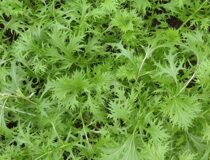 Капуста японская Русалочка Brassica rapa L. subsp. nipposinica (L. H. Bailey) Hanelt cultivar Mermaid (Brassica rapa Mizuna Group) (Крестоцветные (капустные) — Cruceferae Juss. (Brassicaceae Burnett.)