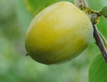 Хурма виргинская — Diospyros virginiana L. cultivar Supreme (Эбеновые — Ebenaceae Gurke)