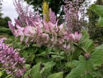 Шалфей мускатный — Salvia sclarea L.  (Ламиевы — Lamiaceae Lindl.)