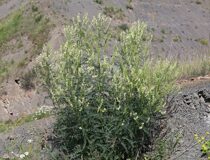 Астрагал козлятниковидный, или Астрагал галеговидный - Astragalus galegiformis L. (Бобовые — Fabaceae Lindl.)