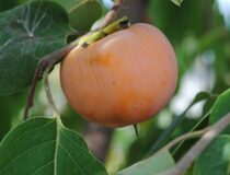 Хурма виргинская Н 55 А — Diospyros virginiana L. cultivar H 55 A (Эбеновые — Ebenaceae Gurke)