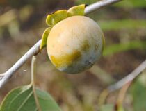 Хурма виргинская Вондерфул (США) — Diospyros virginiana L. cultivar Wonderful (USA) (Эбеновые — Ebenaceae Gurke)