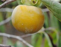 Хурма гибридная МВ-3 (США) — Diospyros hybrid L. cultivar MB-3 (USA) (Эбеновые — Ebenaceae Gurke)