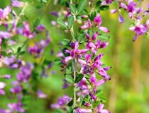 Леспедеза обильноцветущая - Lespedeza floribunda Bunge (Бобовые — Fabaceae Lindl.)