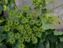 Борщевик обыкновенный подвид сибирский - Heracleum sphondylium L. subsp. sibiricum (L.) Simonk.  (Сельдерейные — Apiaceae Lindl.)