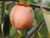 Хурма виргинская Прок (США) — Diospyros virginiana L. cultivar Prok (USA) (Эбеновые — Ebenaceae Gurke)