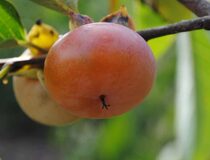 Хурма виргинская Белогорье (Россия-Шебенико) — Diospyros virginiana L. cultivar Belogorye (Russia-Shebekino) (Эбеновые — Ebenaceae Gurke)